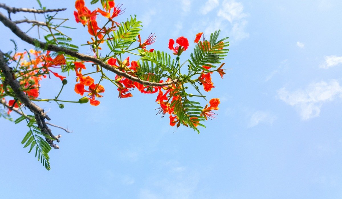 DimpalD04745593's tweet photo. তুমি আহিবা বুলিয়েই আকাশ ডাৱৰীয়া বৰষুণ ☔ অহা নাই নামি, তুমি আহিবা বুলিয়ে কৃষ্ণচূড়াৰ ফুলবোৰ 🍃 এতিয়াও যোৱানাই সৰি।🌿 https://t.co/sse8w0v43b