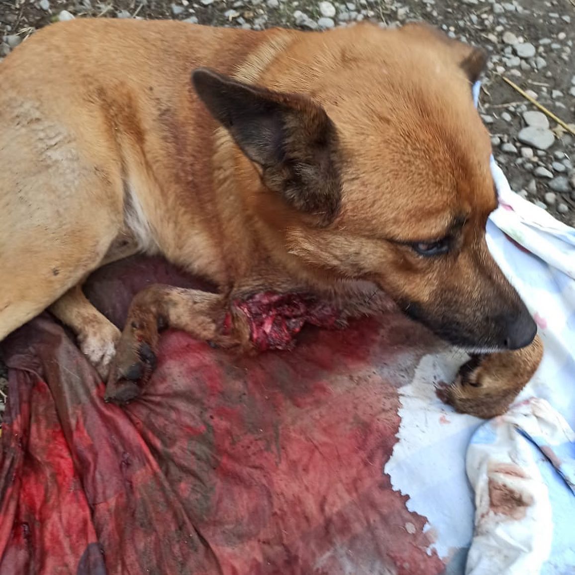 urallfunny's tweet photo. The train drove through his front limbs and ripped his right leg straight across the joint and cut off the fingers of his left paw. The dog was bleeding and slowly dying in a pool of his own blood when he was found by kind people who reported him to us. https://t.co/lpUDY4jbf1