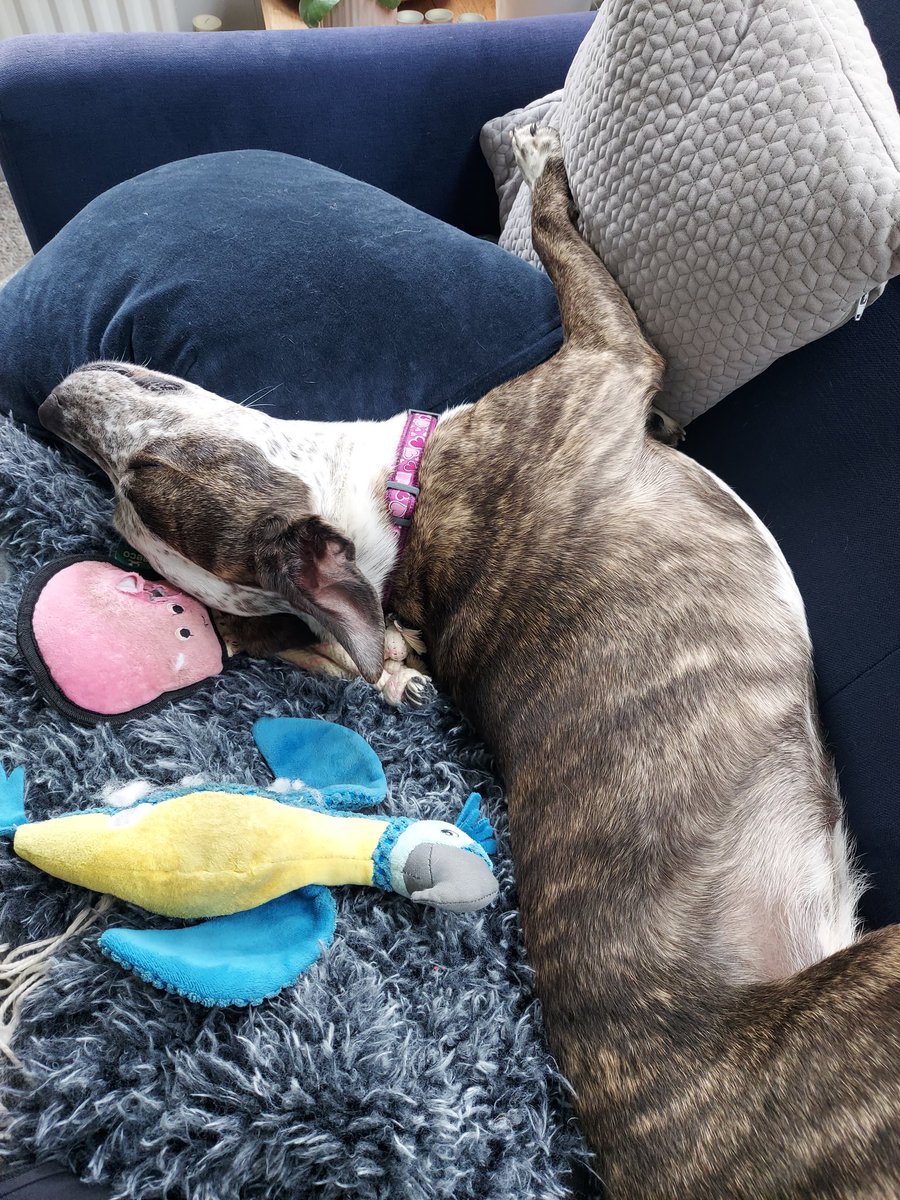 Sofa and toys #itsadogslife #BankHolidayMonday