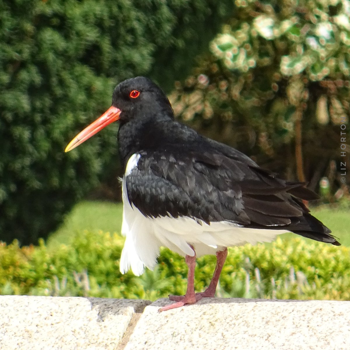 Beautiful #OysterCatcher.. Looking fabulous and shiny after a bathing and preening session.. #nature #wildlife #birds #photography #birdwatching #birdphotography #BirdTwitter #birdtonic .. 🌱🤍🖤🕊