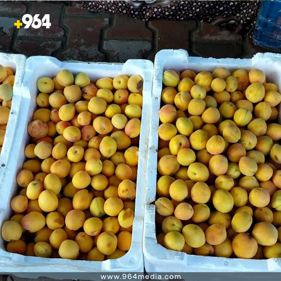 Vegetables and fruits market in Al Qaim witnesses a wide demand for the delicious 'Shakrlama' apricot, thanks to its amazing taste and versatile uses in making jams and juices.
#apricotlove #deliciousflavors