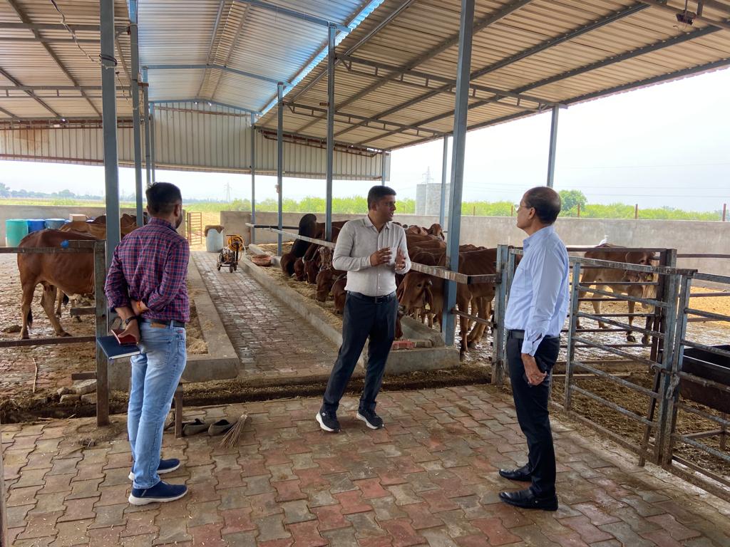 gaiclofficial's tweet photo. પ્રાકૃતિક કૃષિ યોજના અંતગર્ત  માન.એમ.ડી. શ્રી દ્વારા શિવપુરા, તા.જી.ગાંધીનગર ખાતે અલ્પેશભાઈ પટેલની ગોસત્વ ગીર ગૌશાળાની મુલાકાત. જ્યાં બનાવવામાં આવતા જીવામૃત અને ઘન જીવામૃત અંગે ચકાસણી કરી જરૂરી સૂચનો કર્યા. @AKRAKESHIAS1 @dipst2003 @RaghavjiPatel https://t.co/CS7ree7i4l