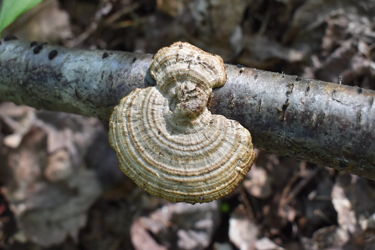 Perfect in its imperfection. #MushroomMonday

#fungi #mushrooms #mycology #mushroomtwitter #nature #Michigan #UpperPeninsula #hiking #spring