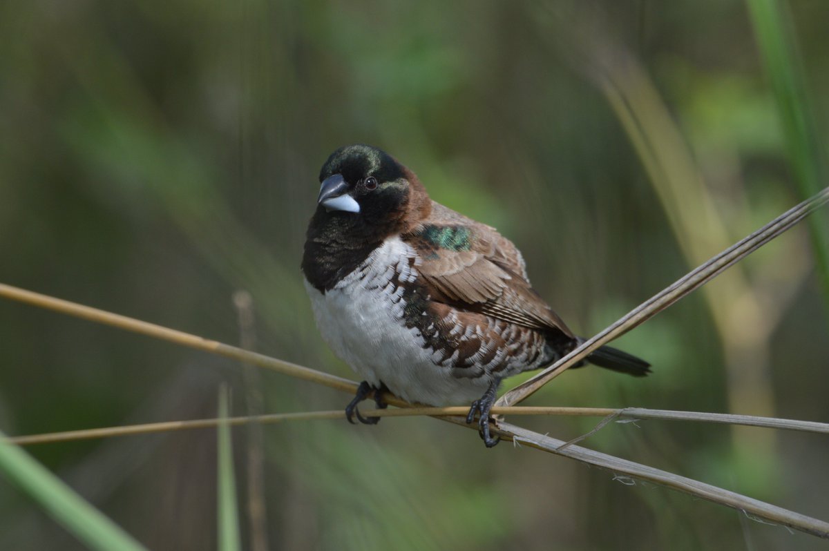 Did you know ... 
Bronze Mannikins have communal nests. I don't know many birds who do that, but these do.  A flock of 20-40 will build one large nest and brood together. Not sure if they also raise their babies communally once the eggs are hatched but I would imagine so.