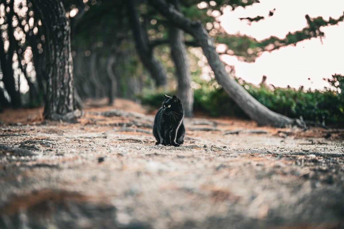 たまには遠巻きの写真📸

#猫好きさんと繋がりたい
#ファインダー越しの私の世界
#α7iv #SonyAlpha #sonycamera