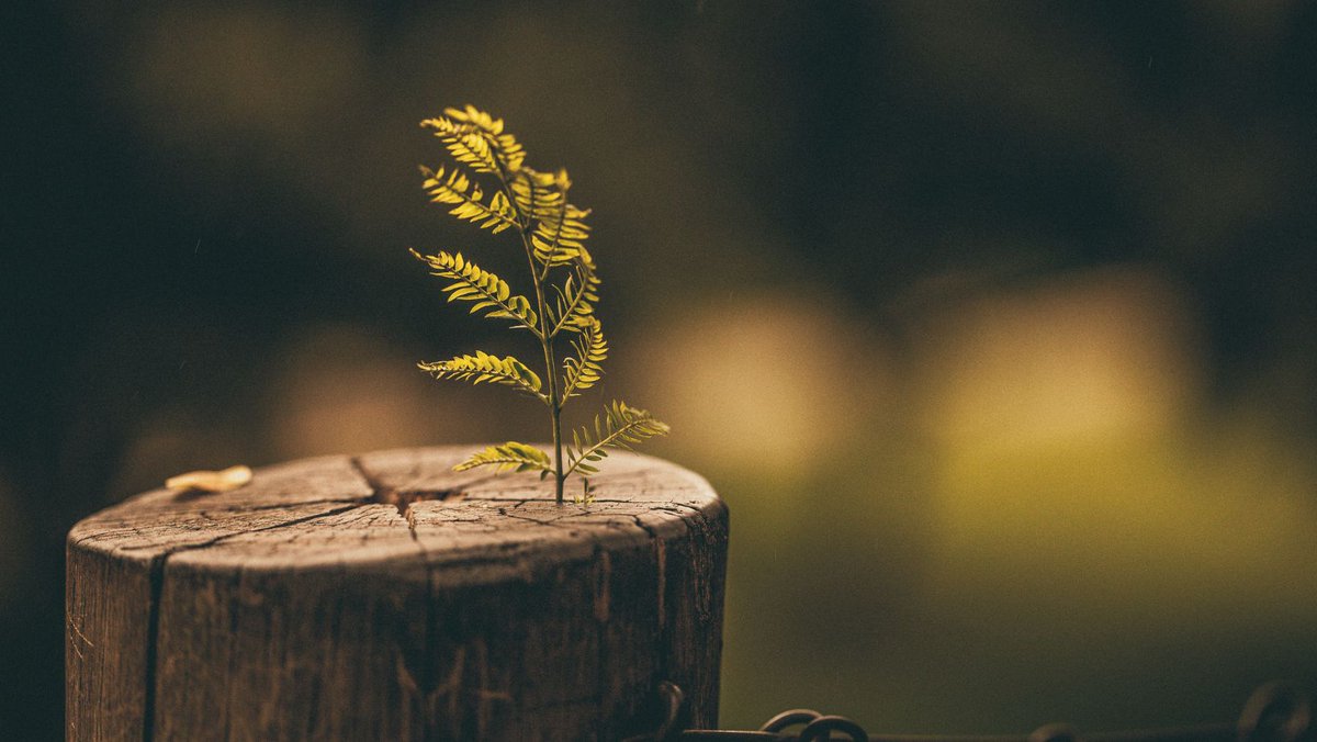 pranichealingph's tweet photo. Do you have the strength to continue treading life with love, peace, and joy? 🧐 - https://t.co/kvYgmT8sgR [3-MIN Read] https://t.co/LLOwJhRzJs