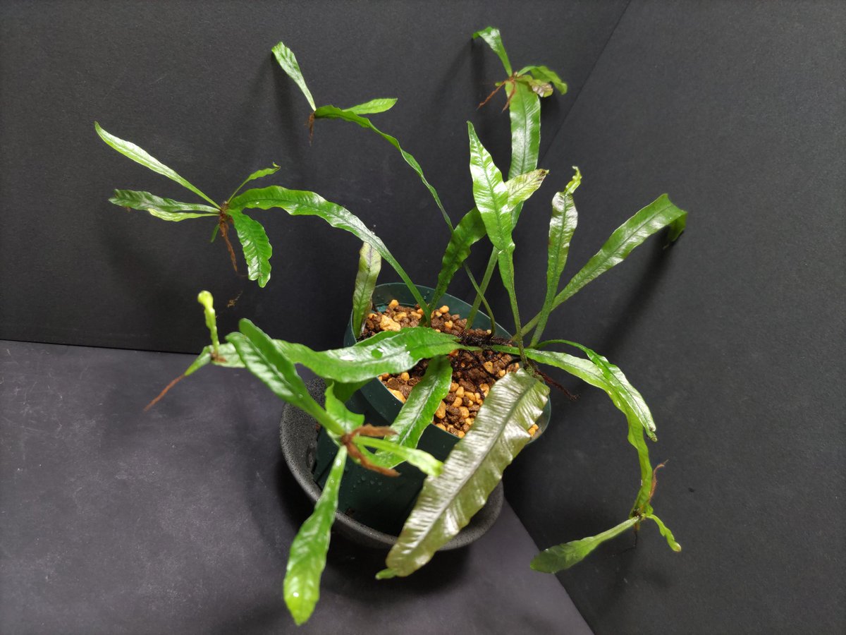 AQUAFORTUNE2007's tweet image. Asplenium amboinense
East Taveuni, Fiji 低地の渓流沿い
KSBさんから購入させて頂いたシダになります
葉の質感が堪らないですよね😁
#Asplenium