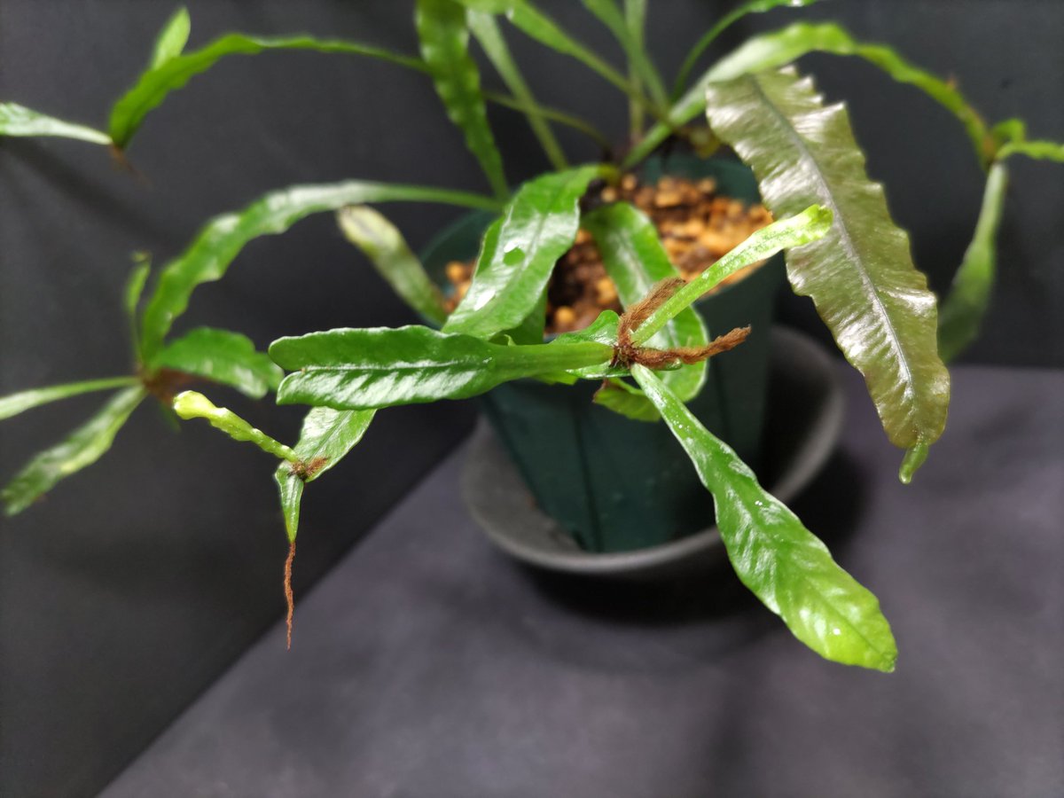 AQUAFORTUNE2007's tweet image. Asplenium amboinense
East Taveuni, Fiji 低地の渓流沿い
KSBさんから購入させて頂いたシダになります
葉の質感が堪らないですよね😁
#Asplenium