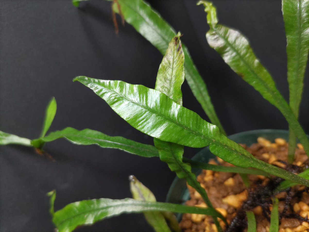 AQUAFORTUNE2007's tweet image. Asplenium amboinense
East Taveuni, Fiji 低地の渓流沿い
KSBさんから購入させて頂いたシダになります
葉の質感が堪らないですよね😁
#Asplenium