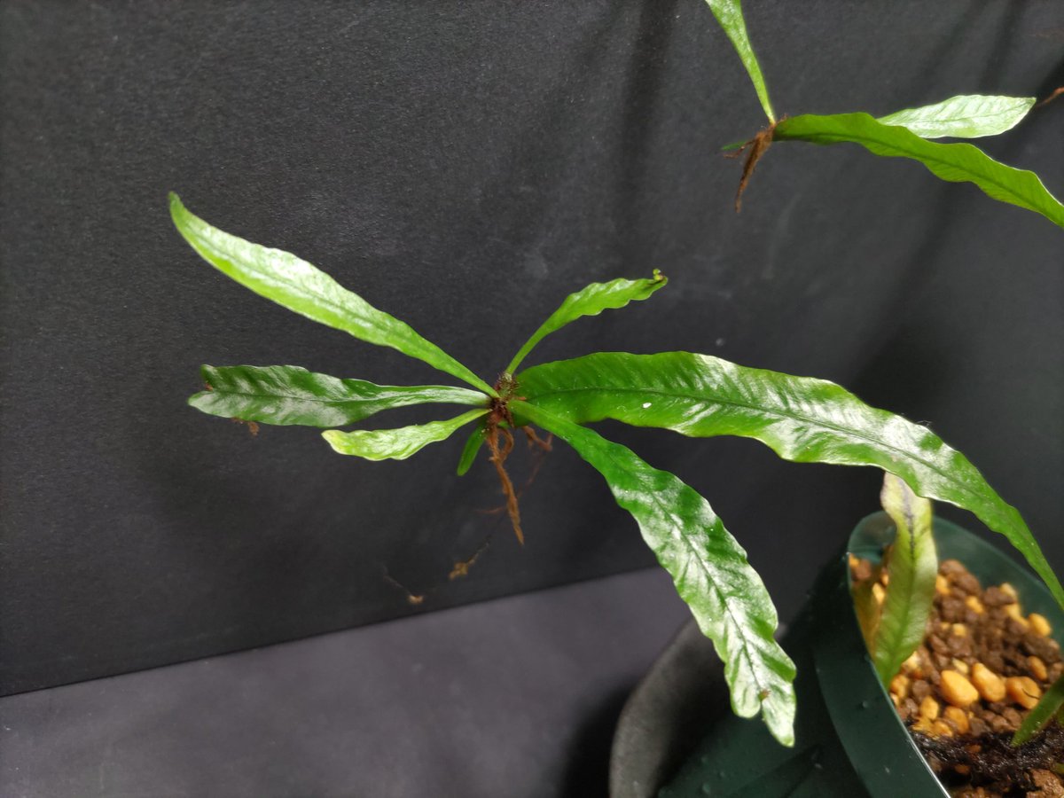 AQUAFORTUNE2007's tweet image. Asplenium amboinense
East Taveuni, Fiji 低地の渓流沿い
KSBさんから購入させて頂いたシダになります
葉の質感が堪らないですよね😁
#Asplenium