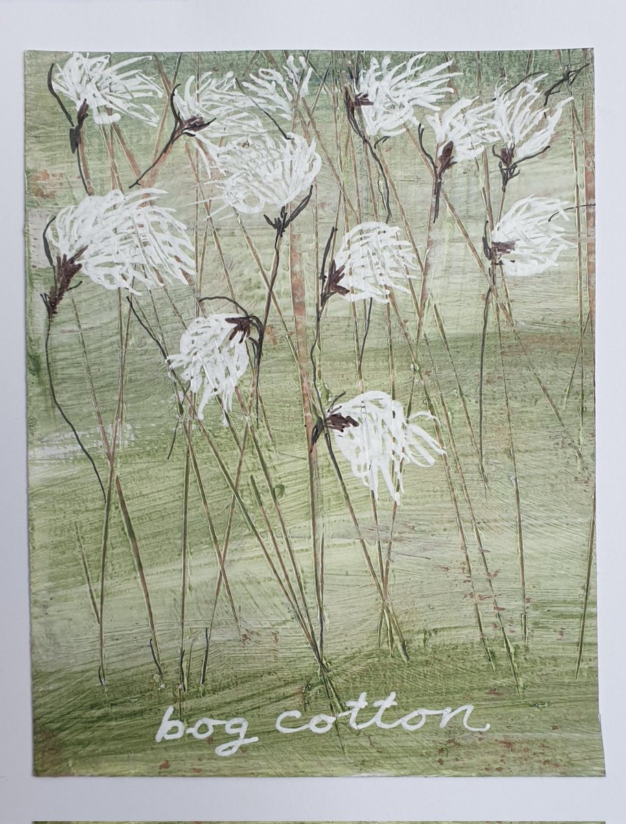 Paused run to admire Eriophorum vaginatum/angustifolium beauty everywhere after learning from #ThinkUHI art student there's 2 varieties. Hares Tail (one head) and common cottongrass. Obvious when you really look. 
Thankyou Kirsty Miller ❤ your artwork. 
#greatoutdoors