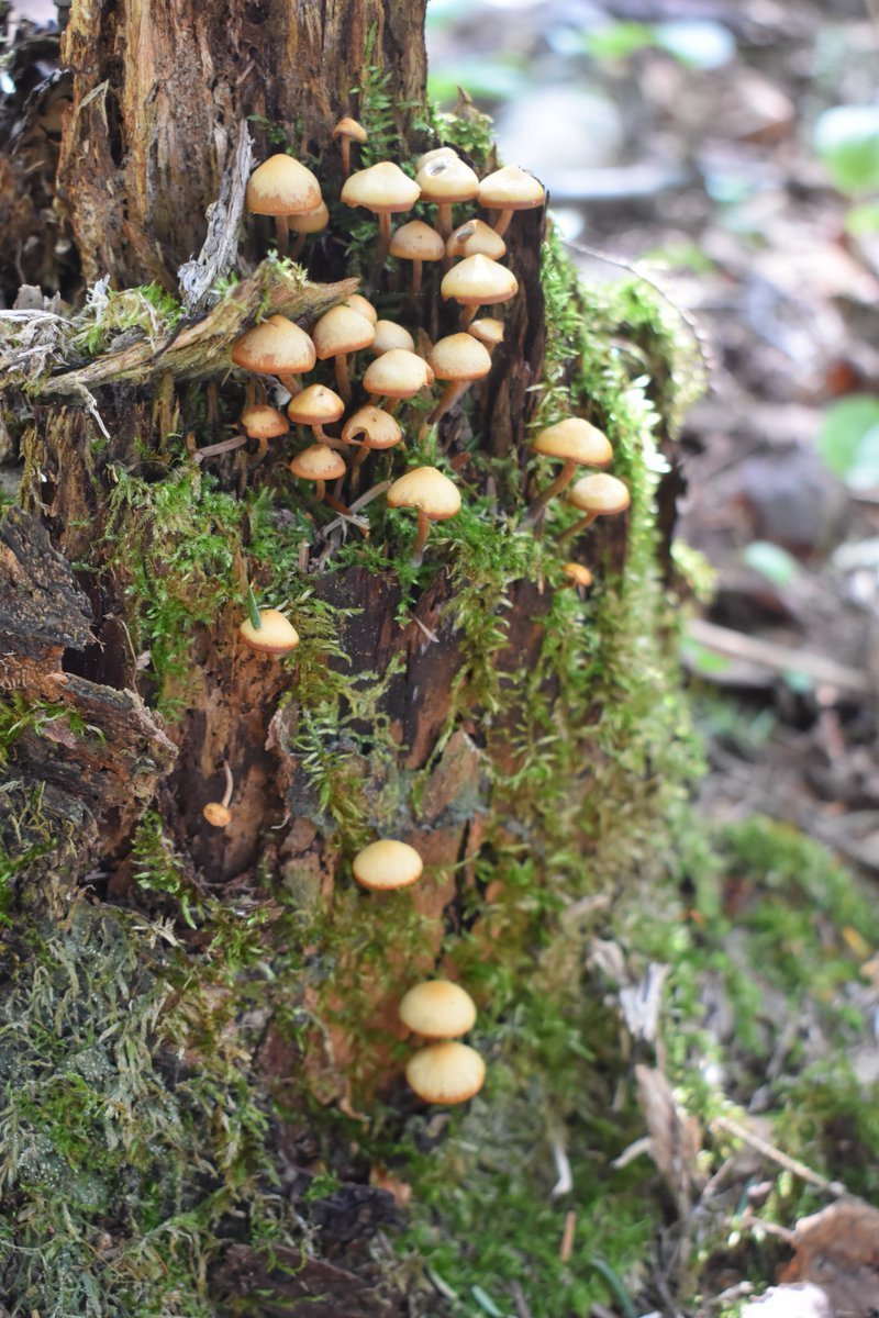It's a long way to the top, but I hear the view is to die for. #MushroomMonday

#fungi #mushrooms #mycology #mushroomtwitter #nature #Michigan #UpperPeninsula #hiking #spring
