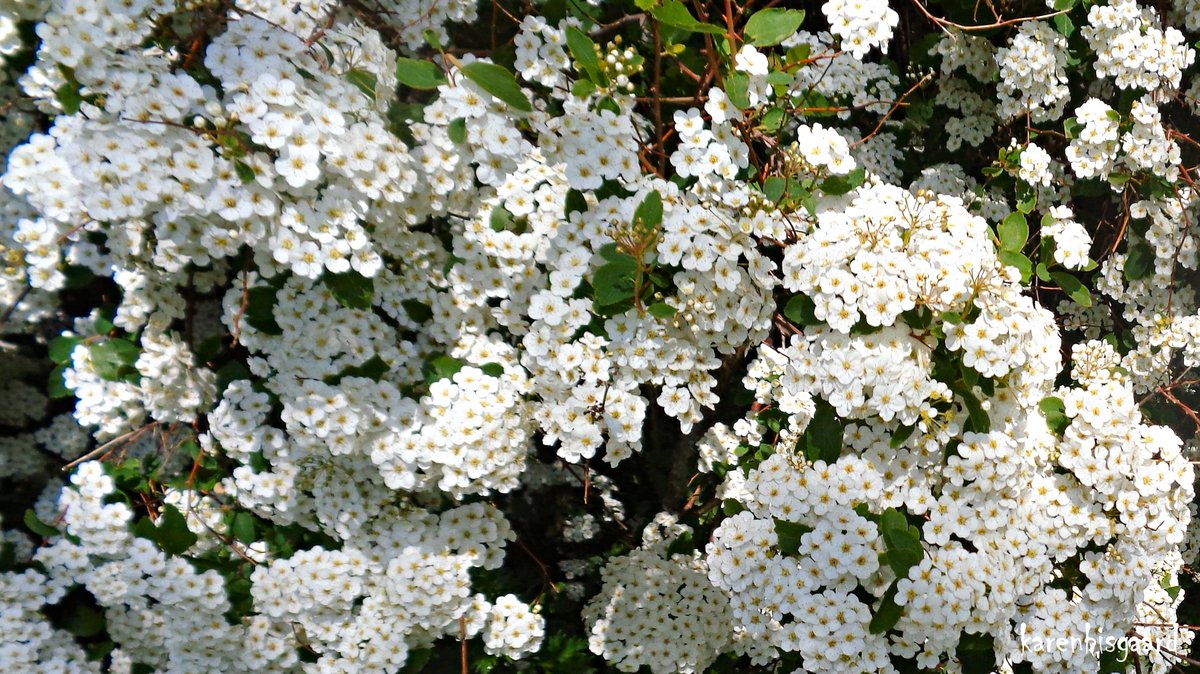 KarenBisgaard1's tweet image. karensnaturephotography.blogspot.com/2023/05/bloomi…
#spirea #spring2023
