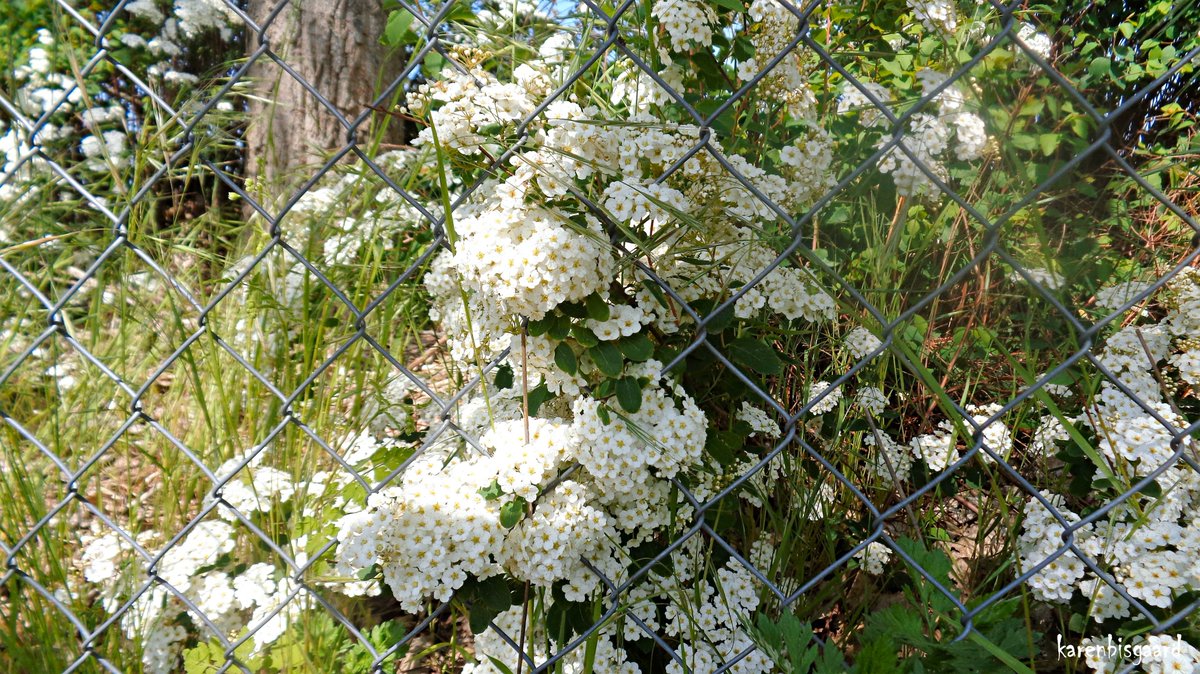 KarenBisgaard1's tweet image. karensnaturephotography.blogspot.com/2023/05/bloomi…
#spirea #spring2023