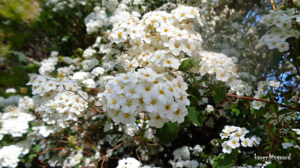 KarenBisgaard1's tweet image. karensnaturephotography.blogspot.com/2023/05/bloomi…
#spirea #spring2023