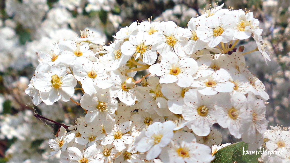 KarenBisgaard1's tweet image. karensnaturephotography.blogspot.com/2023/05/bloomi…
#spirea #spring2023