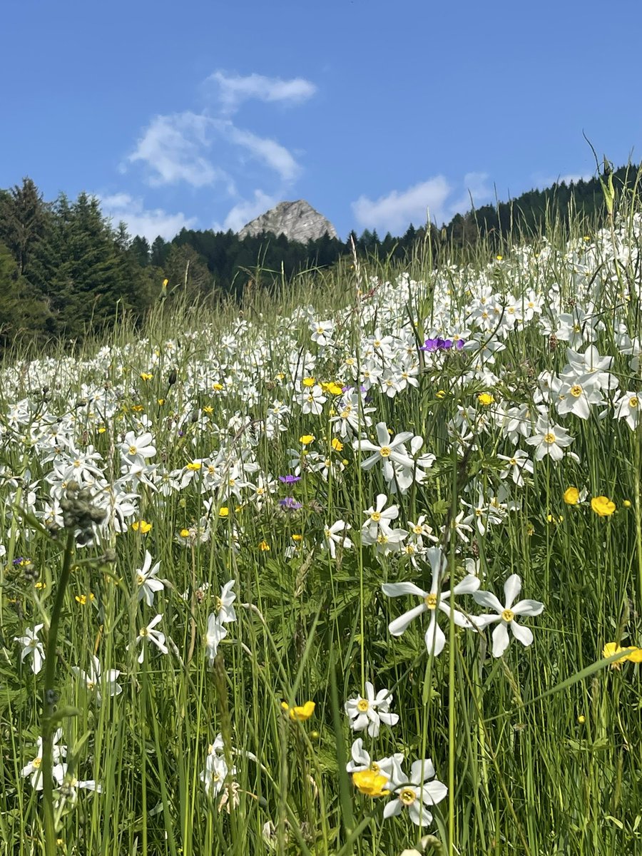 Sur la Riviera 🇨🇭, le pays des narcisses. Toujours aussi beau 🤩 
Bon #lundifleuri