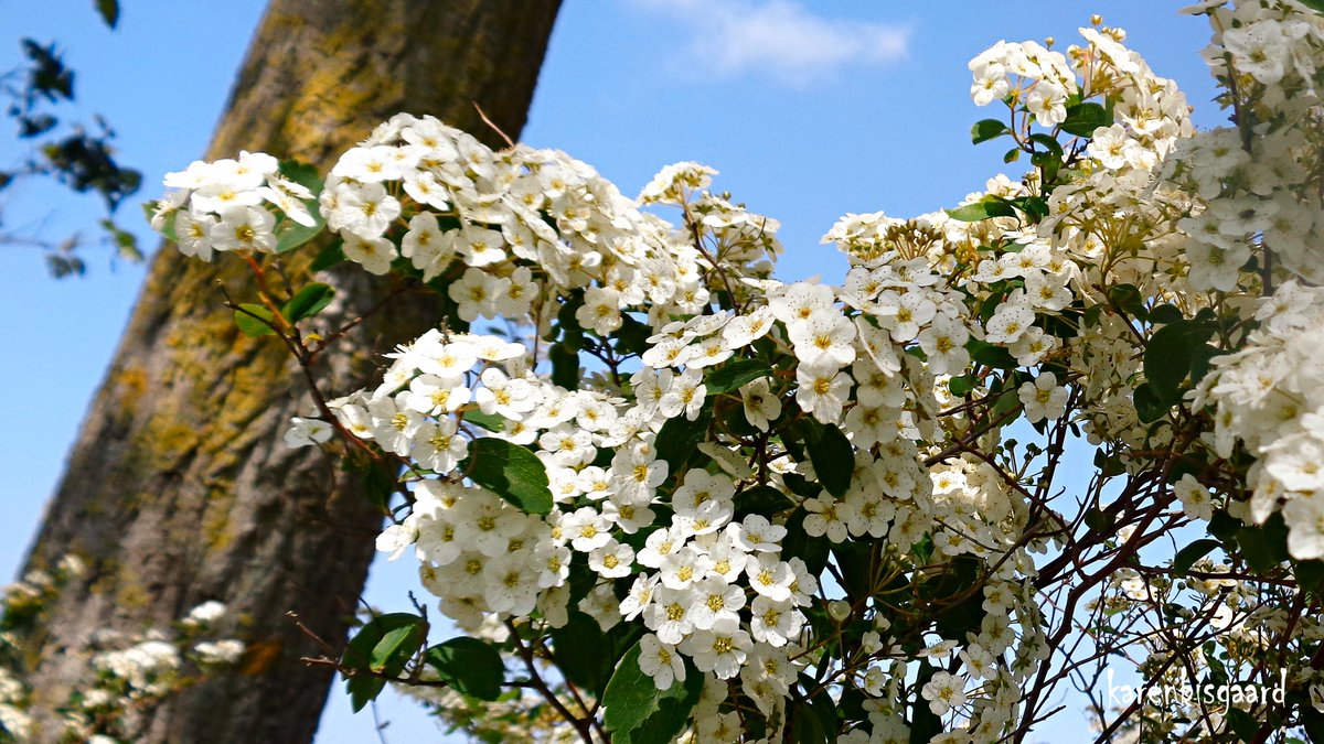 KarenBisgaard1's tweet image. karensnaturephotography.blogspot.com/2023/05/bloomi…
#spirea #spring2023