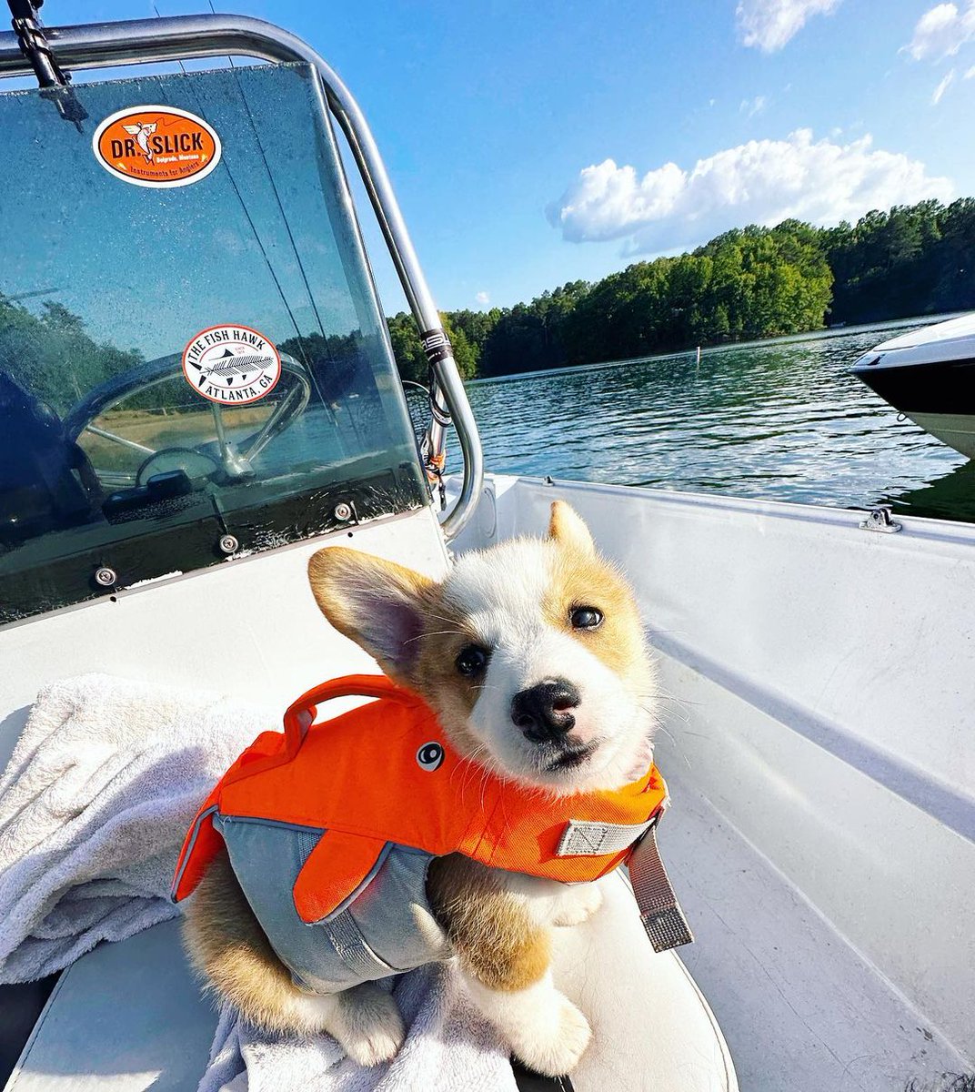 Boat vibes 🚤🎣

#corgi #corgilover #Pup #dogoftwitter