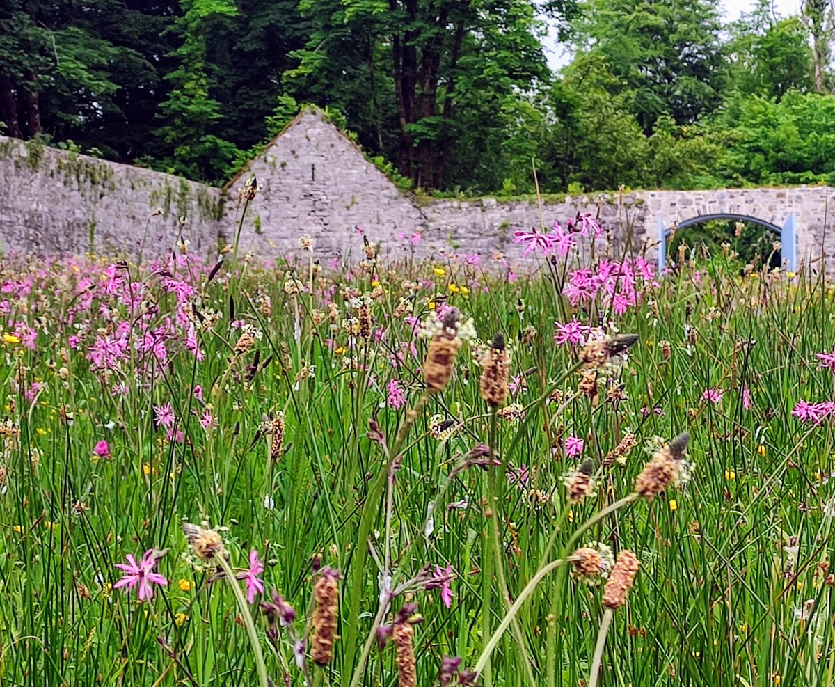 Moore Hall, Co. Mayo with its beautiful surroundings parkland, woodland and wild walled garden. Couldn't resist the story teller's seat for @StroudStory, with owl looking on for @todbooklady (and all lovers of #OwlishMonday) and the swathe of Ragged Robin for @CarolineIrwin3