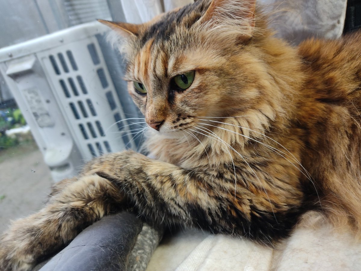 kaitsux's tweet photo. 今日はイージーライダーを見るよ、シャマルさん。
ボーントゥビーワイルドだぜー！
#猫　#ねこ https://t.co/rcflr05j1n