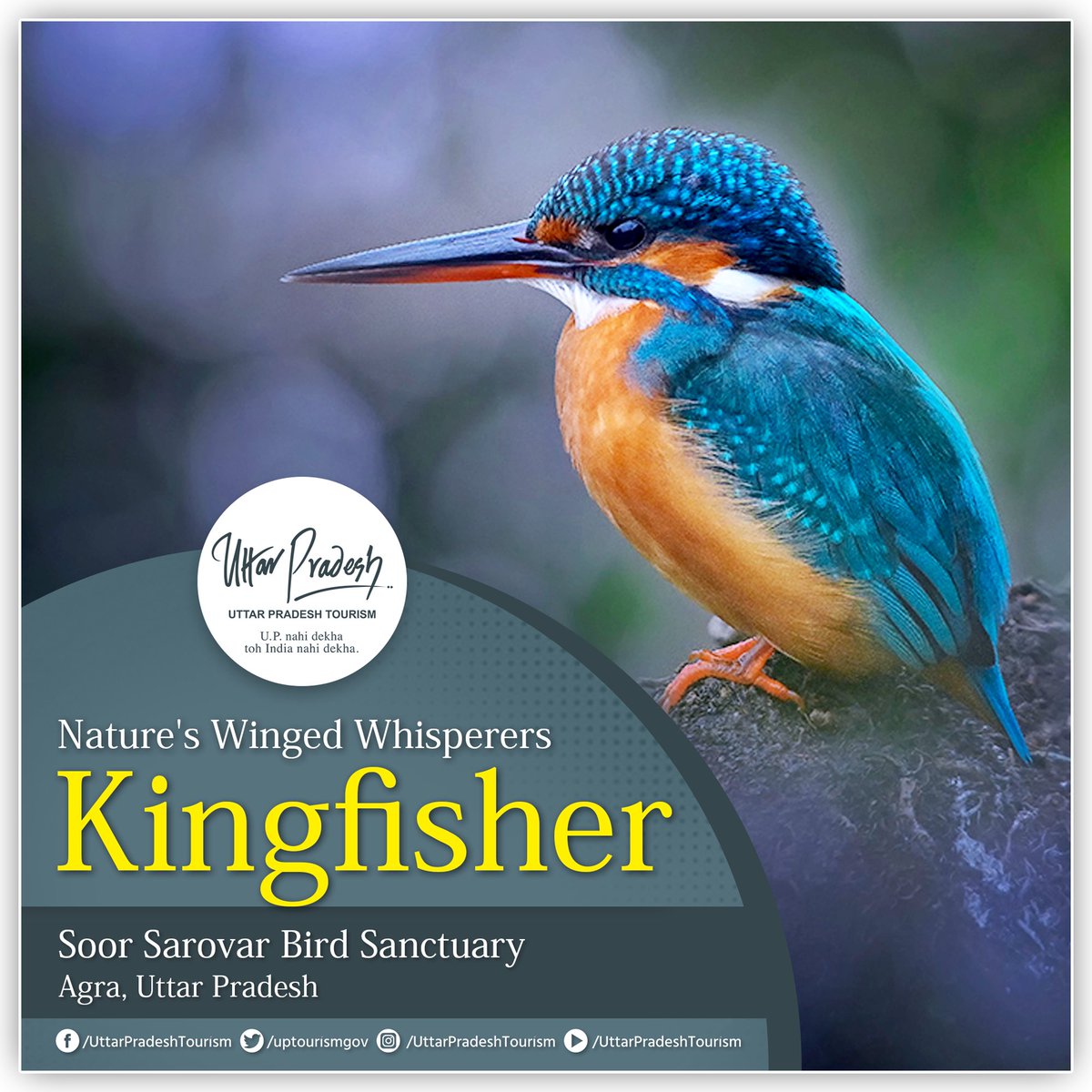UP Tourism (@uptourismgov) on Twitter photo 2023-05-29 09:32:12 Meet the vivid colours of the winged aesthetics of nature and make way for a chirpy life! #SoorSarovarBirdSanctuary #Agra #BirdSanctuary #wildlife #Ecotourism #UttarPradesh #uptourism @MukeshMeshram Meet the vivid colours of the winged aesthetics of nature and make way for a chirpy life! #SoorSarovarBirdSanctuary #Agra #BirdSanctuary #wildlife #Ecotourism #UttarPradesh #uptourism @MukeshMeshram