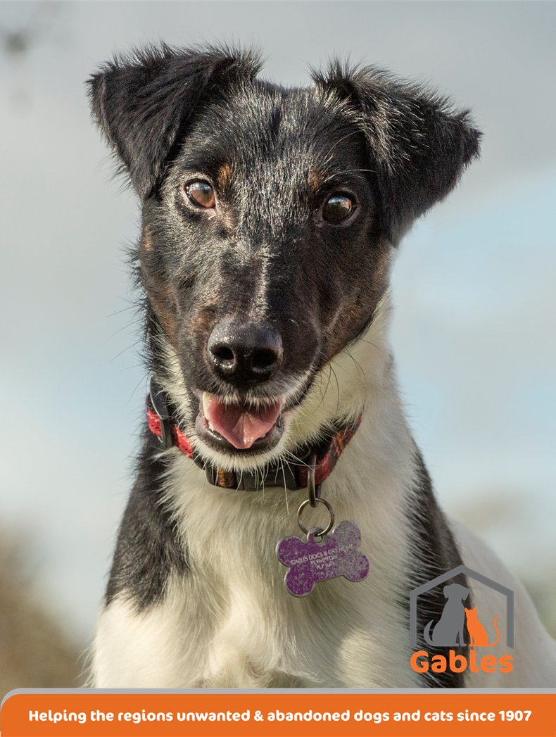 Penny2449's tweet photo. Frodo 2 yr old Smooth Fox 
Terrier, he needs a pet free 
home but can live with children 
10+, wears a muzzle on walks 
as he eats non edible items, 
rocks etc, you need to be tidy 
in the home as well for the 
same reason, more info/adopt 
him from @Gablesdogscats UK 
#k9hour https://t.co/kaVNkGgQxM