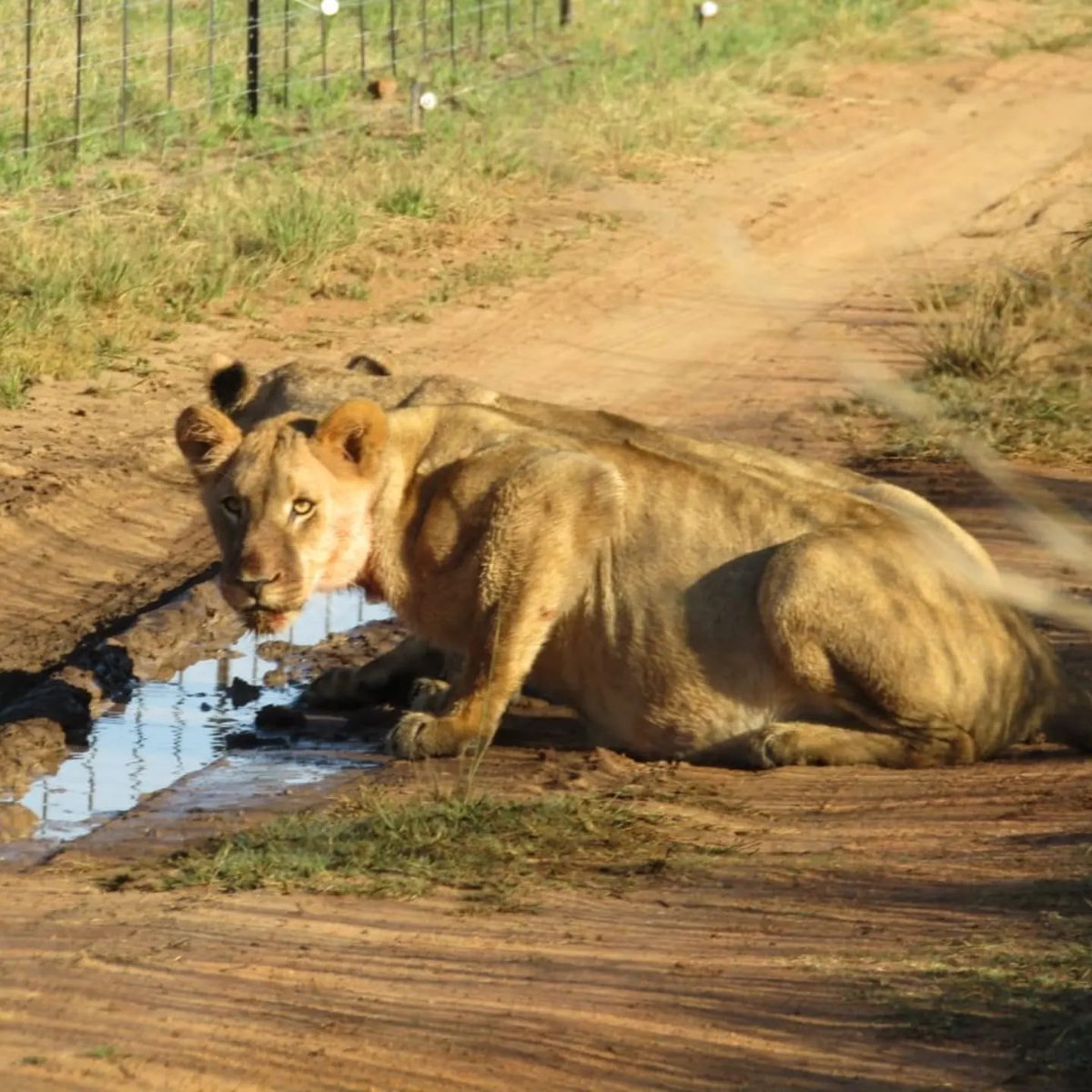 TourvestDM tweet media