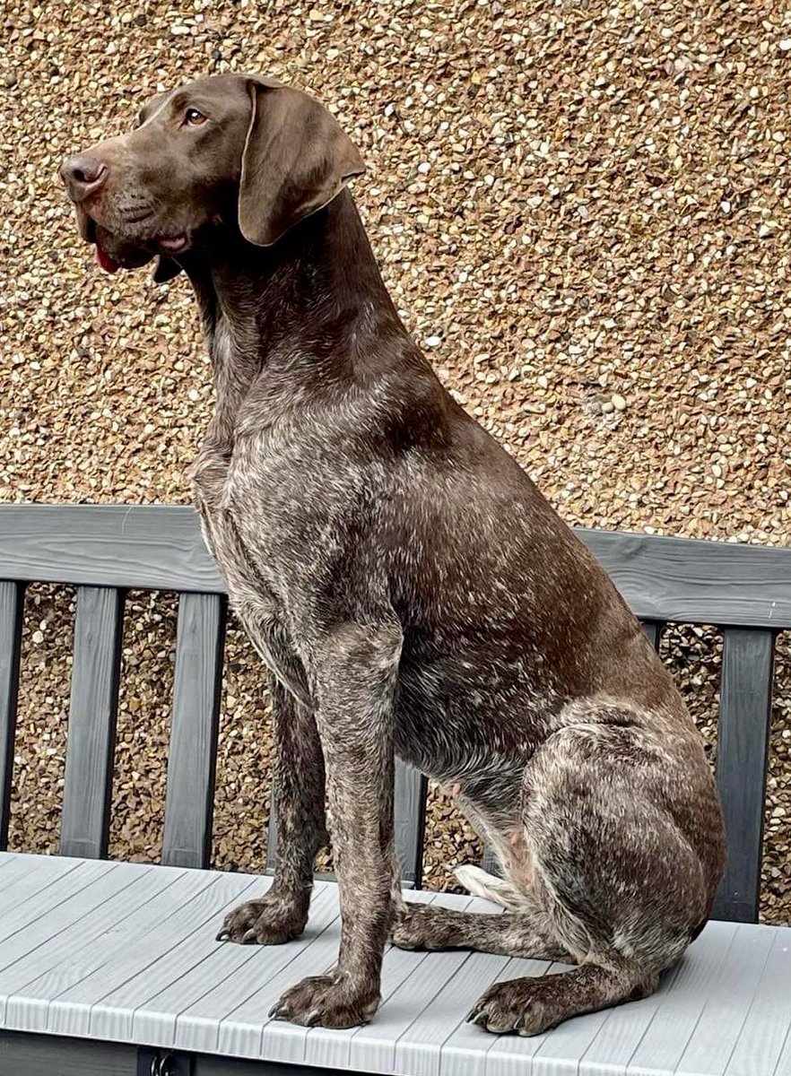 von_pup_towers's tweet photo. A moment of quiet contemplation to start the week 😌
#dogsoftwitter #Monday #Mondaymorning #pointersoftwitter #pointer https://t.co/CUT1iMiTM7