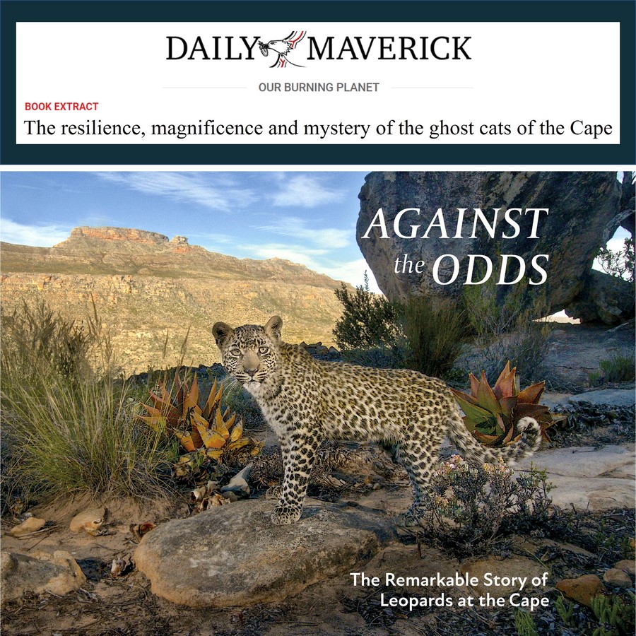 CapeLeopardTrst's tweet photo. Be sure to read this @dailymaverick extract from our very special @Cape_Leopard Trust #coffeetablebook. Our limited print run is selling fast – order your copy soonest!
https://t.co/nDGknBFOtx
https://t.co/wB4sQrVIgV
#CapeLeopardTrust #AgainstTheOdds #LeopardsoftheCape https://t.co/iojCk9x9FE