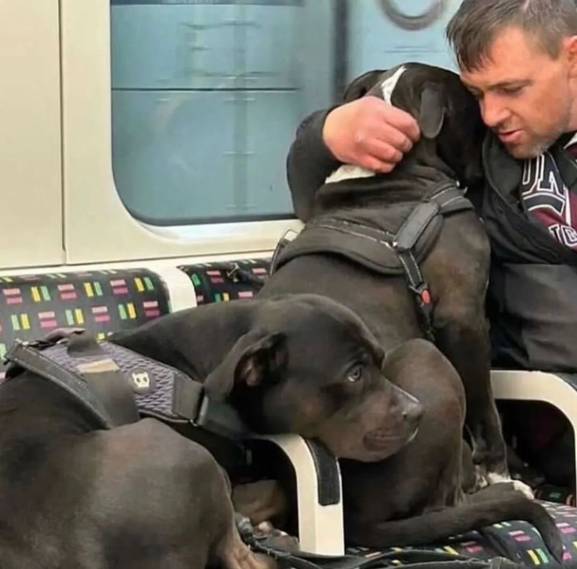 Vedhika4u's tweet photo. MILLIONS WAS SHOT 5 TIMES!!! HE WAS ONLY A 9 MONTHS PUPPY. MARSHALL WAS SHOT IN THE HEAD!! 6 BULLETS for 2 INNOCENT DOGS!!! THE MOST DANGEROUS BREED IS THE 9 POLICE OFFICERS OF THE @metpoliceuk YOUR SILENCE IS LOUD AND DEAFENING. SHAME ON YOU FOR EXECUTING TWO INNOCENT DOGS FOR NO REASON. THIS IS OUTRAGEOUS ABUSE OF POWER! I have raised my voice, who else will do the same ? Requesting all animal lovers to pls speak up. Sign and share the Petition 👉 https://t.co/ebmP05AgCW @rickygervais @AliciaSilv @EllenDeGeneres @thelittleidiot @MercyForAnimals @JaneGoodallInst @Manekagandhibjp @LeoDiCaprio @Cristiano @billieeilish @MoveTheWorld @jk_rowling @ladygaga @theirturn @tomhanks @DailyMail @ABC @FoxNews @jimmyfallon @ReeseW @taylorswift13 @ArianaToday @katyperry @TheRock @LiamHemsworth @Zendaya @TomHolland1996 @HowardStern @BethStern @ChrissieHynde @Sia @RealHughJackman @ChrisEvans @Schwarzenegger @LiamHemsworth @chrissyteigen @channingtatum @Oprah @MileyCyrus @TheJohnAbraham @SidMalhotra  @DUALIPA @DishPatani @MatthewPerry @giseleofficial @ZacEfron @SimonCowell @joejonas @nickjonas  #JusticeforMarshallandMillions