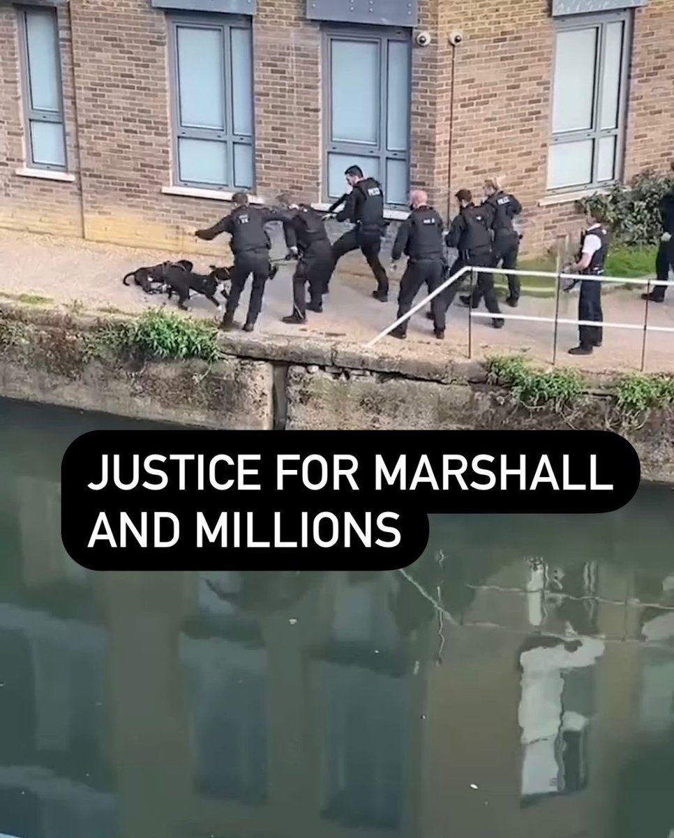 Vedhika4u's tweet photo. MILLIONS WAS SHOT 5 TIMES!!! HE WAS ONLY A 9 MONTHS PUPPY. MARSHALL WAS SHOT IN THE HEAD!! 6 BULLETS for 2 INNOCENT DOGS!!! THE MOST DANGEROUS BREED IS THE 9 POLICE OFFICERS OF THE @metpoliceuk YOUR SILENCE IS LOUD AND DEAFENING. SHAME ON YOU FOR EXECUTING TWO INNOCENT DOGS FOR NO REASON. THIS IS OUTRAGEOUS ABUSE OF POWER! I have raised my voice, who else will do the same ? Requesting all animal lovers to pls speak up. Sign and share the Petition 👉 https://t.co/ebmP05AgCW @rickygervais @AliciaSilv @EllenDeGeneres @thelittleidiot @MercyForAnimals @JaneGoodallInst @Manekagandhibjp @LeoDiCaprio @Cristiano @billieeilish @MoveTheWorld @jk_rowling @ladygaga @theirturn @tomhanks @DailyMail @ABC @FoxNews @jimmyfallon @ReeseW @taylorswift13 @ArianaToday @katyperry @TheRock @LiamHemsworth @Zendaya @TomHolland1996 @HowardStern @BethStern @ChrissieHynde @Sia @RealHughJackman @ChrisEvans @Schwarzenegger @LiamHemsworth @chrissyteigen @channingtatum @Oprah @MileyCyrus @TheJohnAbraham @SidMalhotra  @DUALIPA @DishPatani @MatthewPerry @giseleofficial @ZacEfron @SimonCowell @joejonas @nickjonas  #JusticeforMarshallandMillions