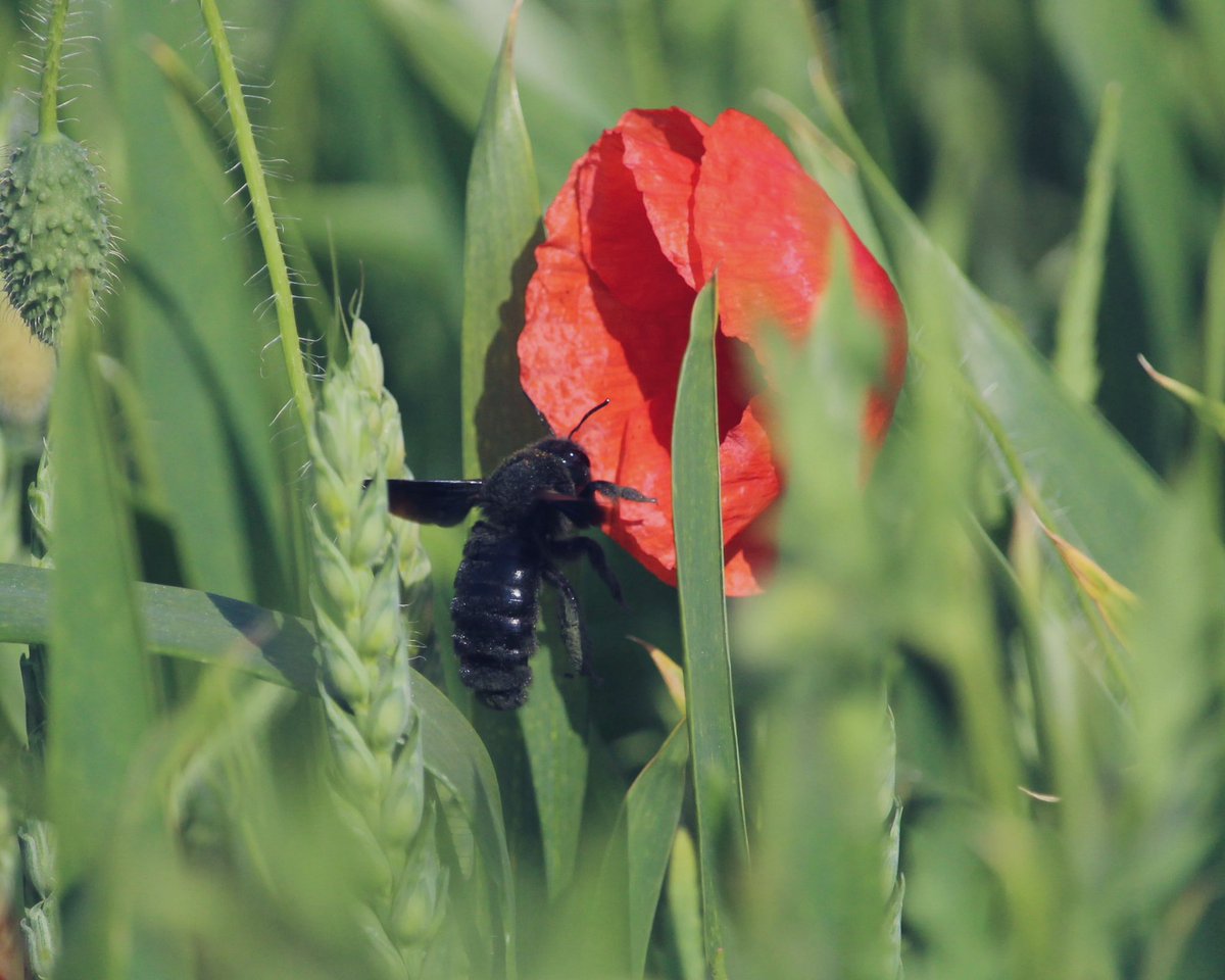 CChamaeleon's tweet photo. Ce matin j’ai croisé pour la première fois le xylocope violet (xylocopa violacea), aussi appelée abeille charpentière. Cette abeille mesure 3cm de long et 5cm d’envergure. Impressionnant ! https://t.co/4nGFNnd8fx