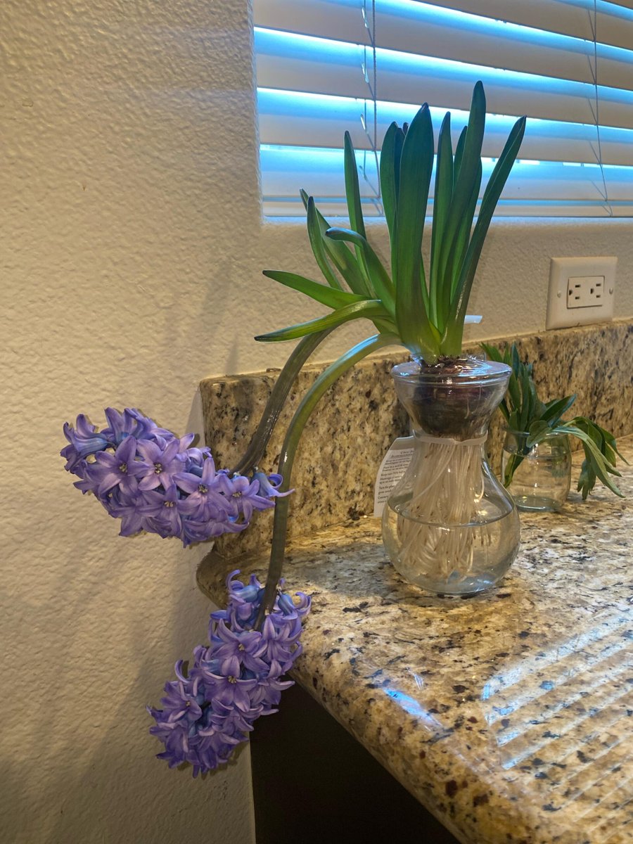 Hyacinth advice!
 
#IndoorGarden
 
allforgardening.com/491448/hyacint…
