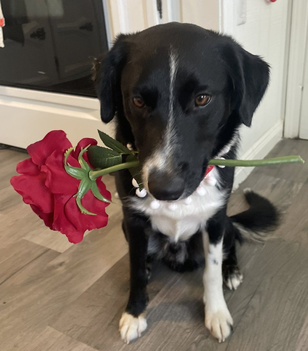 ruben_corella's tweet photo. #FelizSemana #happyqeek #mondaydogs #dogs #newweek #puppy #redrose #bekind #BeKindAlways #puppieslover #rosaroja #gift #foryou #prettyface https://t.co/DAQ3p4bMUS