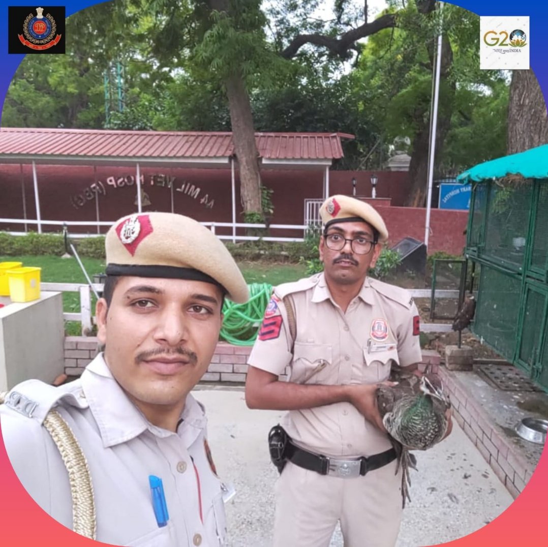 DCPPCRDELHI's tweet photo. #PCR staff of #New Delhi Zone, rescued a injured #peacock 🦚 in #GolfLink area and shifted to hospital safely. Timely and merciful action by the PCR staff deserves applause.
#PETA
#DPUpdates
#PCRUpdates
@CPDelhi
@DelhiPolice
@DCPNewDelhi https://t.co/wkSaN56Uns