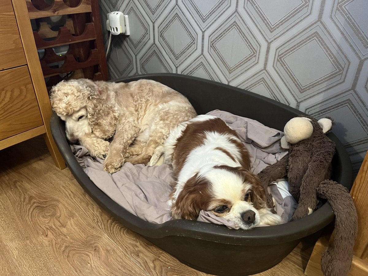 It’s International Cavalier King Charles Spaniel Day today (apparently) so I’ll be expecting extra cheese and maybe some venison and a few pheasant… until then, I shall sleep…. #internationalcavalierkingcharlesspanielday #cavpack #dogsoftwitter