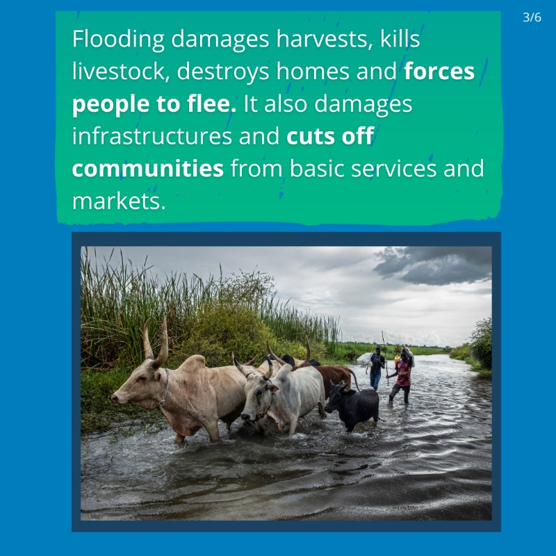 WFP_SouthSudan's tweet photo. #WorldEnvironmentDay

Heavy floods have devastated large parts of #SouthSudan in the last 3 years.

👉🏿Swipe to see how @WFP is supporting communities adapt to climate change and click below to read how WFP's dyke rehabilitation project is helping families in Jonglei State👇🏿