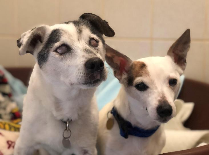 Please retweet to help Tilly and Shadow find a home together #BATH #UK 

Bonded Jack Russells aged 15 and 18!!! 

They are looking for a quiet adult home as the only pets. Shadow is blind and deaf, please give them an extra share 🌟
DETAILS or APPLY
rspca.org.uk/findapet/detai…
#dogs