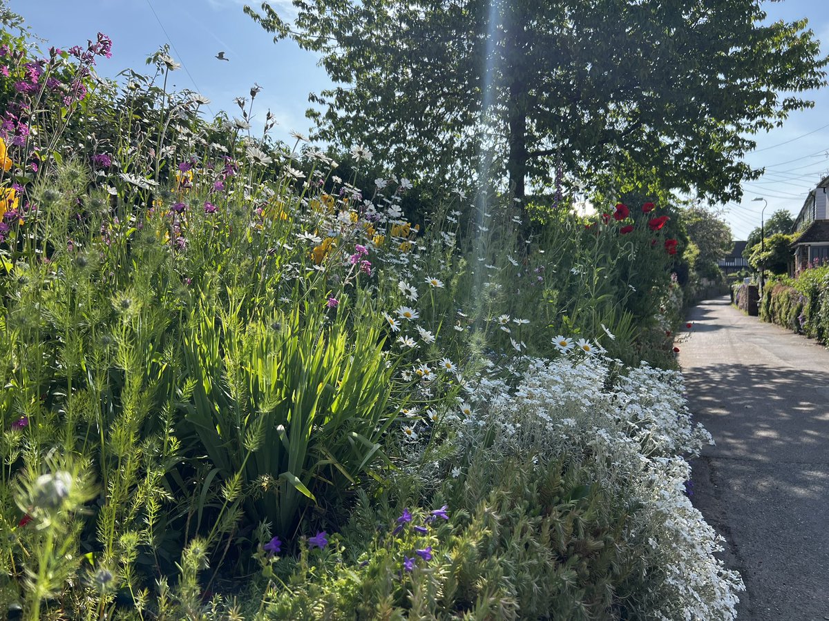 WMNature's tweet image. Ryarsh Lane @west_malling #westmalling looking as wonderful as ever!