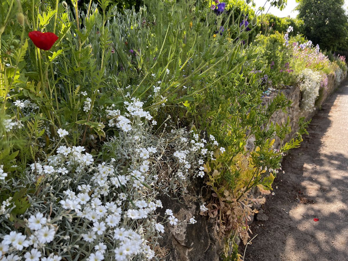 Ryarsh Lane @west_malling #westmalling looking as wonderful as ever!