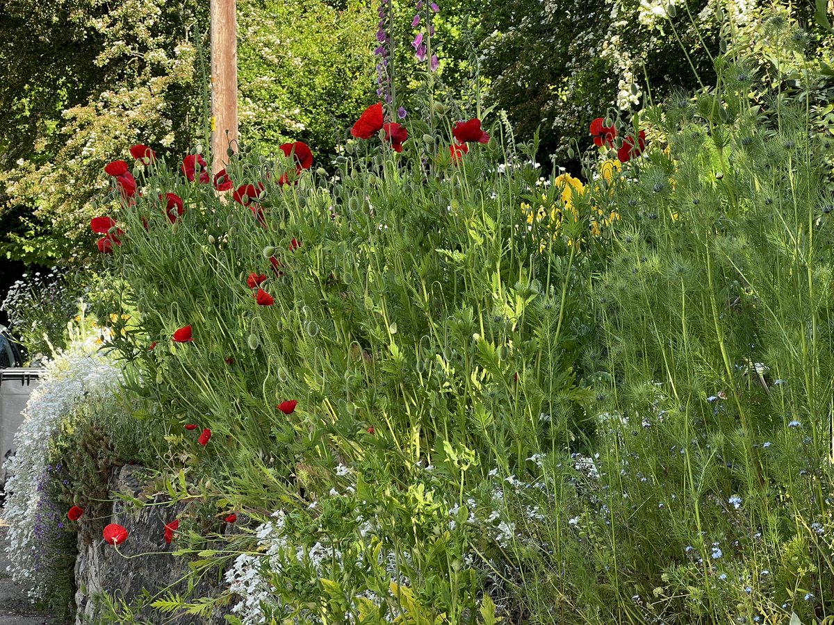 WMNature's tweet image. Ryarsh Lane @west_malling #westmalling looking as wonderful as ever!