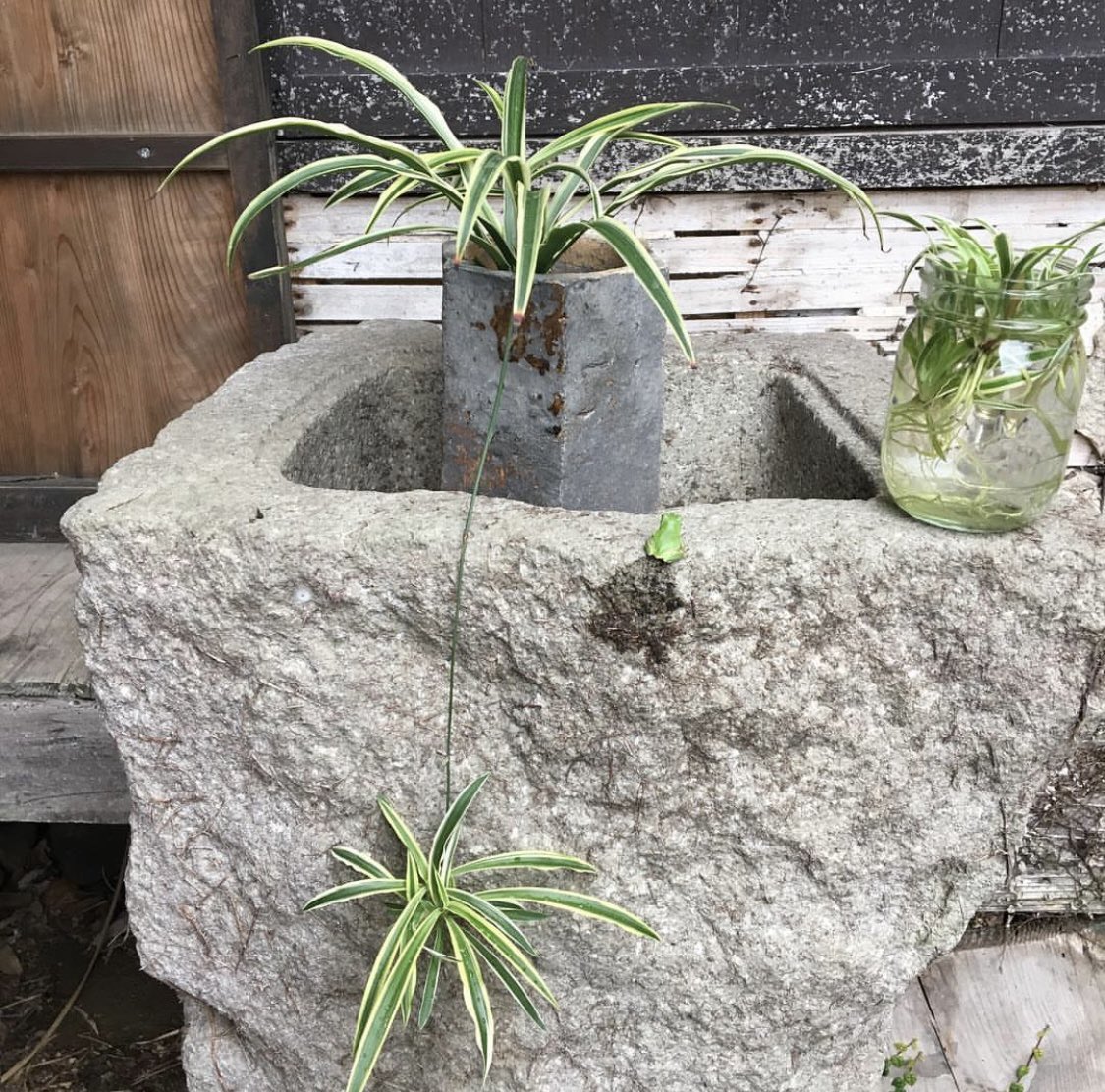 梅雨入りしたそうなので、とっておきの写真！🐸のおしっこ！ https://t.co/Q6D0819DIk