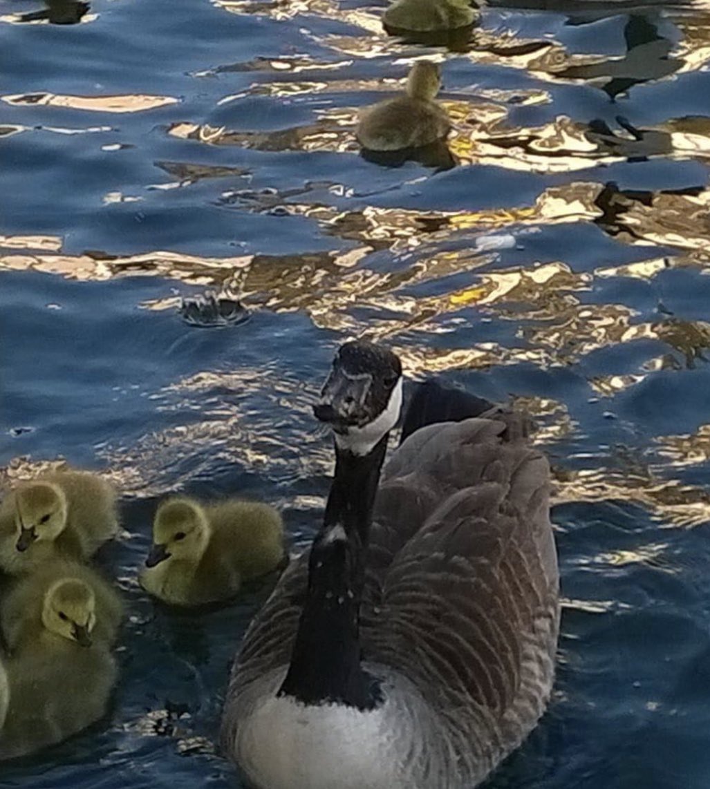 A beautiful day in Windermere for the save Windermere event today.Founder Ken now 91 remembers seeing fish on the lakebed so clearly as a child. Let’s make this happen again.
#savewindermere 
#smoothradio 
#chocolates 
#bowness 
#windermere 
#waterquality 
#giftsonline