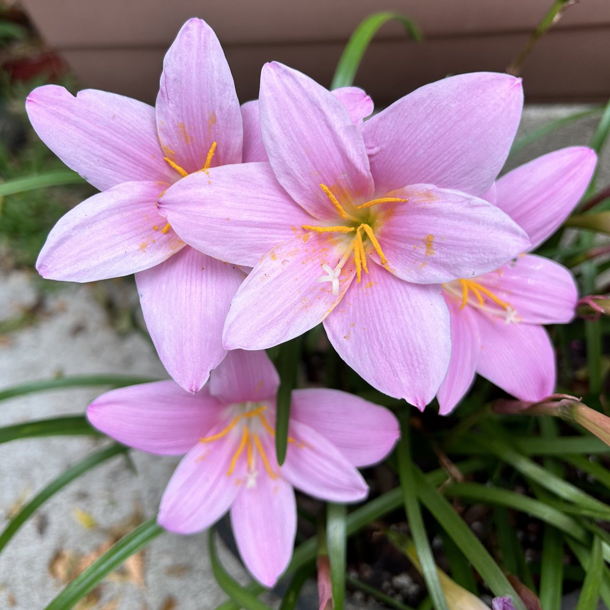Zephyranthes or rain lilies doing what they do best after lots of rain. 💦💦😍💘

#Pink #GardeningTwitter #Flowers #flowerphotography #Gardening #pinkflowers #MyGarden #BeautifulFlowers #Todaysflowers #ILovePink