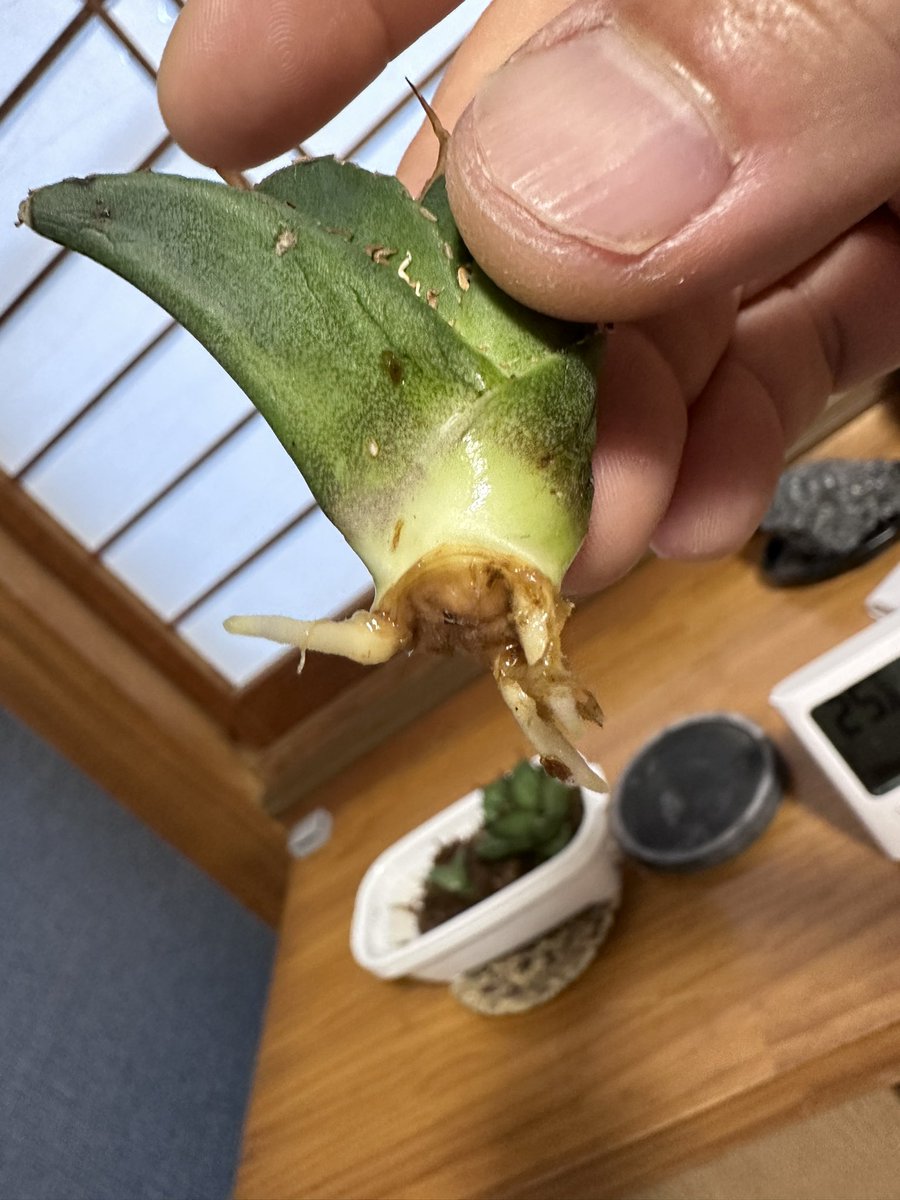 NR_bota's tweet photo. ５日間ほどで発根管理終了！
実はこの子達1ヶ月近く発根しなかったんです！
最後に違うやり方で出ました。

うれしい！
#アガベ
#チタノタ
#ホワイトファイアー
#ブラックファイアー
#狂戦士
#発根
#agabe
#titanota
#Whitefire
#blackfire https://t.co/9zHAuJYCxx
