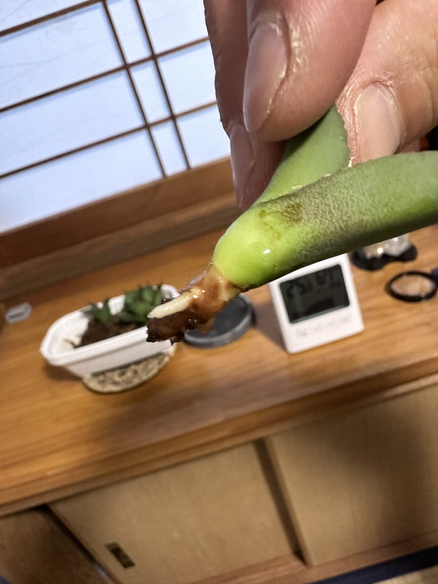 NR_bota's tweet photo. ５日間ほどで発根管理終了！
実はこの子達1ヶ月近く発根しなかったんです！
最後に違うやり方で出ました。

うれしい！
#アガベ
#チタノタ
#ホワイトファイアー
#ブラックファイアー
#狂戦士
#発根
#agabe
#titanota
#Whitefire
#blackfire https://t.co/9zHAuJYCxx