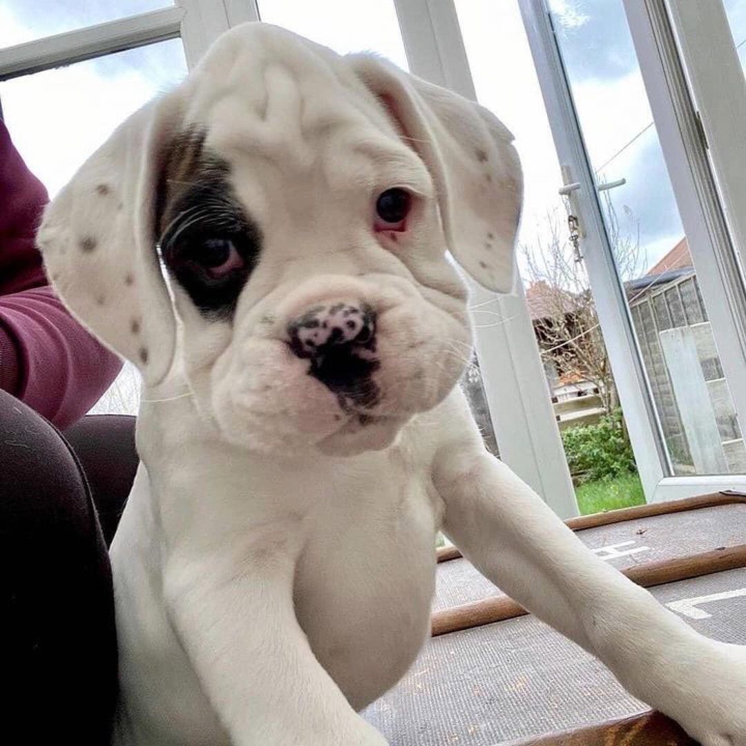 #boxer #boxerdog #boxerbriefs #boxerlovers #boxerpuppeis #boxers #boxer #boxerbaby #dogsoftwitter #boxerdog #boxergram #boxerlove #boxerpuppy #boxerdogs #boxermix #boxerlife #boxerworld