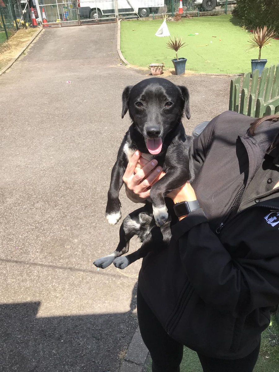 Please retweet to HELP FIND THE OWNER OF THIS TERRIER FOUND #MAGOR #NEWPORT #WALES 

Found near #Whitewall, #Monmouthshire 

•Doing 7 days at Newport City Dogs Home.
•If this is your dog, please call the Centre on 01633 290902 
After 7 days he will belong to the council
#dogs