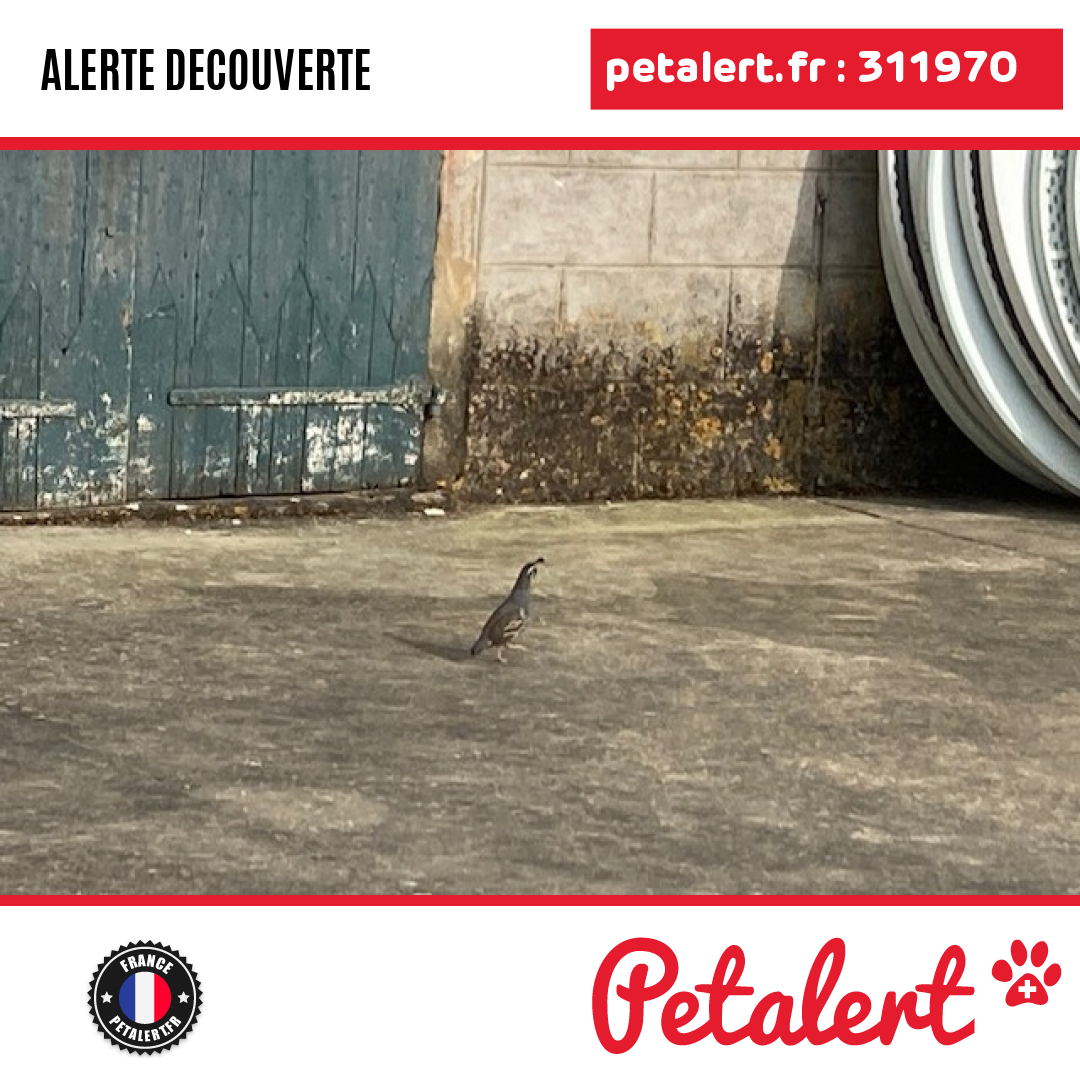 petalert_france's tweet photo. Trouvé #Oiseau #Drome #Peyrins #Petalert #PetAlert26 / https://t.co/rntopNvSMI https://t.co/BM5kiu5SS6